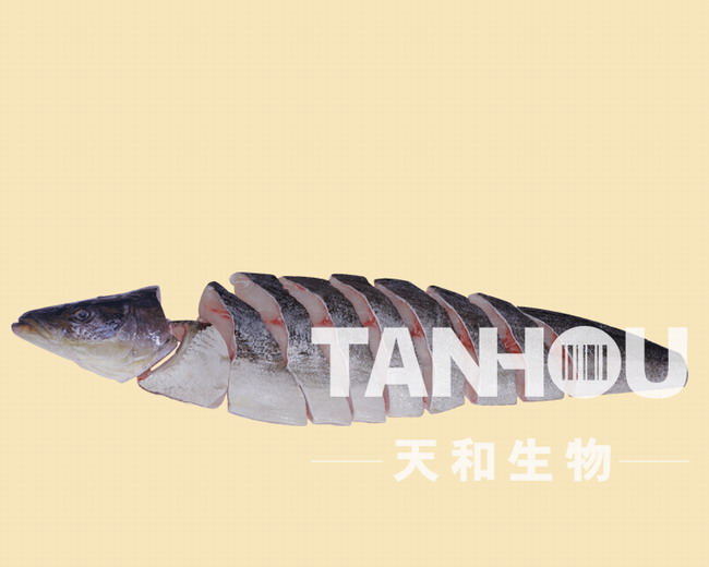 天和生物-珍鱺全魚全切片 天和生物-珍鱺全魚全切片